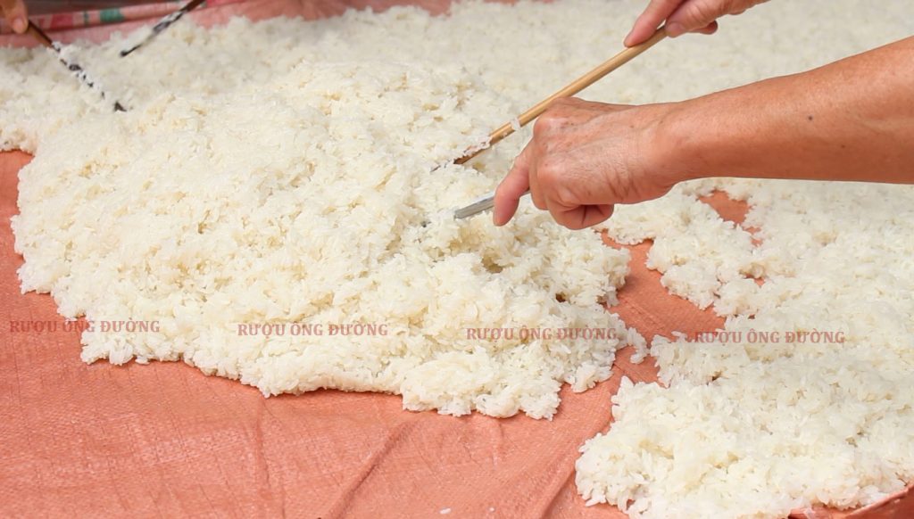 Gạo nếp được dùng làm rượu phải là nếp cái hoa vàng